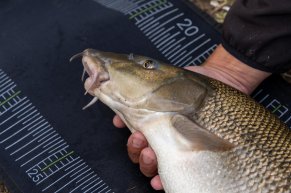 Korum Neoprene Messmatte  (1.2m)