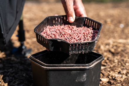 Zebco Secure-Lock Bait Box 2L (Incl. Sieve!)