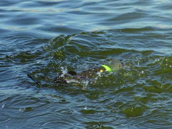 Korda SkyRaider & dropzone Marker Float Pack