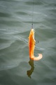 Fox Rage Ultra Realistic Replicant Catfish Golden Wels Swimbait