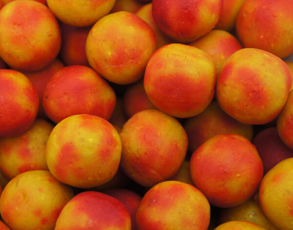 Martin SB Classic Range Tutti Frutti Boilies (2.5kg)