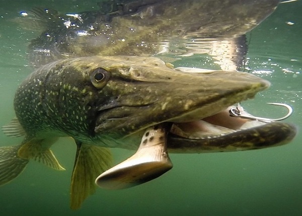 Waterwolf Underwater Fishing Camera 2.0 1080k