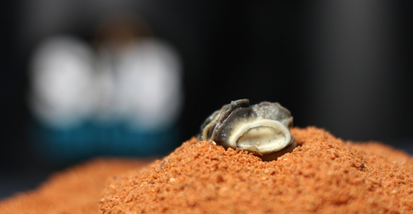 Subgrubs 'Natural Bait' Ready To Fish Bucket (Pellets + Liquid + Snails)