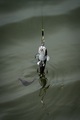 Fox Rage Ultra Natural Catfish Replicant Swimbait