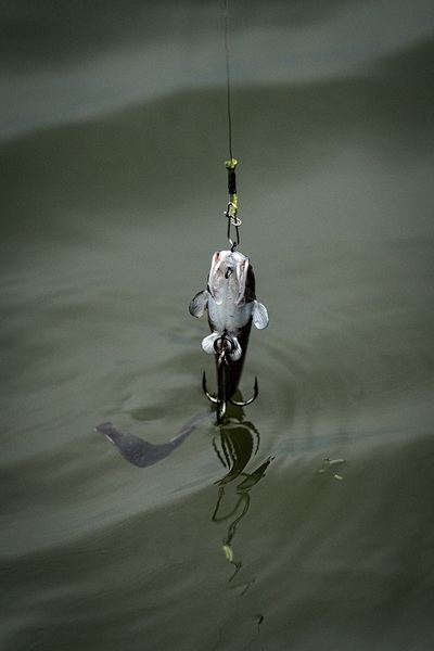 Fox Rage Ultra Natural Catfish Replicant Swimbait