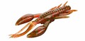 Mikado Cray Fish 10cm (2pcs) - Brown / Red