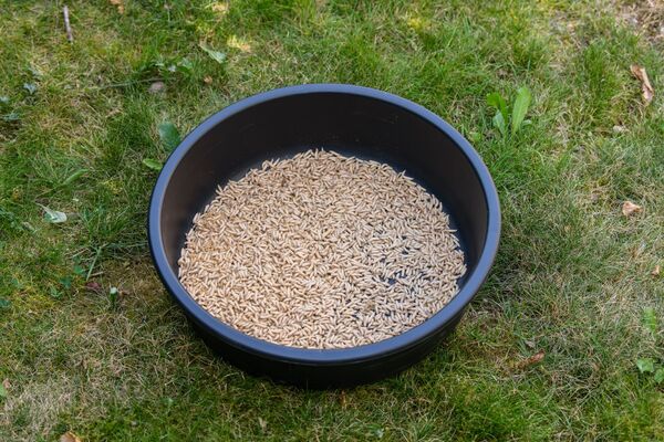 MS-Range Competition Klej Do Robaków (350g)