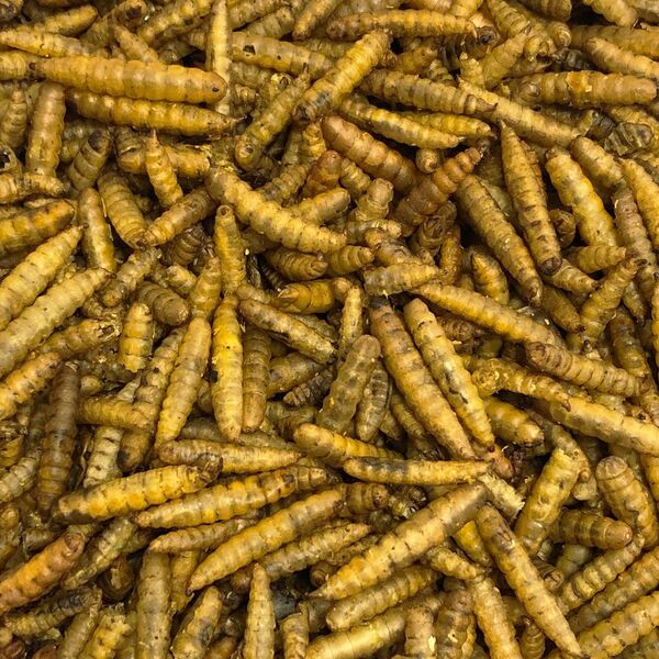 Vivani Gedroogde BSF larvae - 375 grams