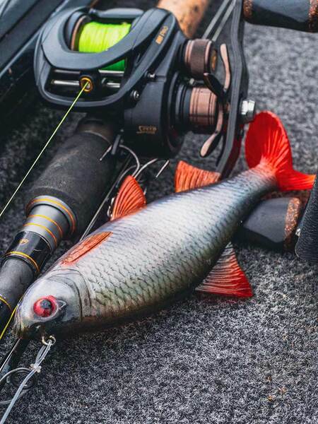 Fox Rage Ultra-Realistic Roach Replicant Swimbait 18cm (80g)