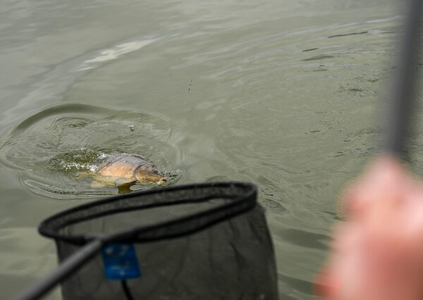 Canna Fissa Cresta Identity Ultra 1000 Pro Margin 7,4m