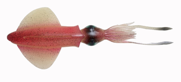 Savage Gear 3D Swim Squid Sinking Softbait 9.5cm (5g) (4 sztuki) - Pink Glow