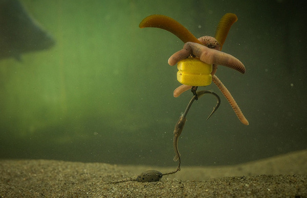 Pole Position Corn Maggotclip Double (5pcs)