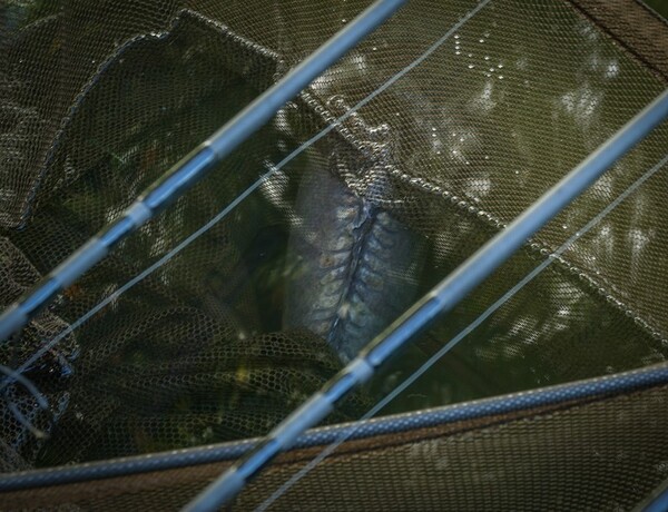 Prologic C3 Fulcrum Ridgid Framed Landing Net 42'' (Incl. 120cm Steel)