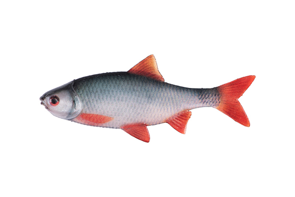 Fox Rage Ultra Natural Fillet Shad 6cm (4 Stuks)
