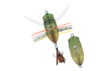 DUO Realis Shinmushi - CCC3202 - Haruzemi