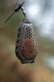 Korum Bait Gripper Feeder