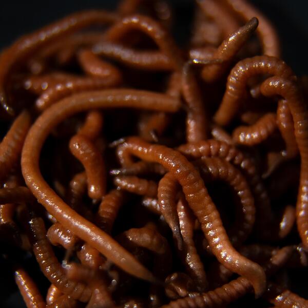 Tactic Carp Trigger Worms Natural Baits (30ml)