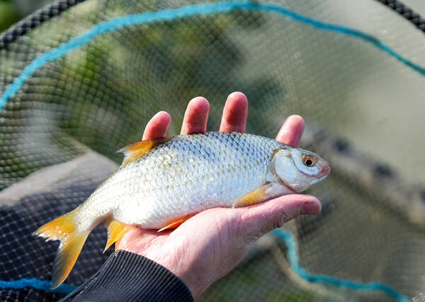 Cresta Centurion Comp Pro S440 Super Pack Vaste Hengel 11.5m