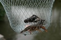 Everyfish Crayfish Trap Kreeften Net