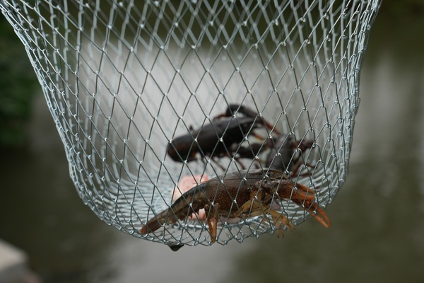 Everyfish Crayfish Trap Kreeften Net