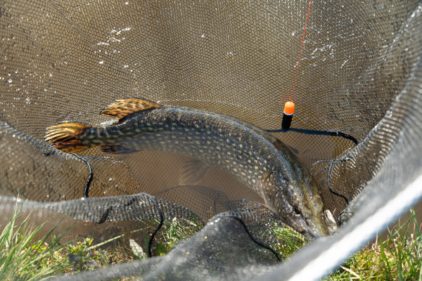 Ultimate Predator Float Inline