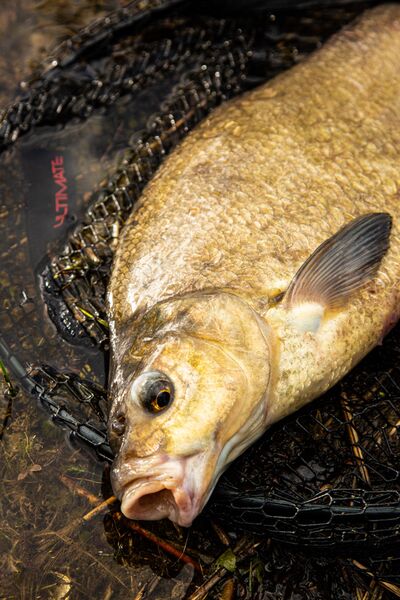 Ultimate Pannet 50x40cm