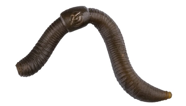 Pole Position Pop-Up Worms Artificial Baits (10 Pieces)