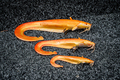 Fox Rage Ultra Realistic Replicant Catfish Golden Wels Swimbait