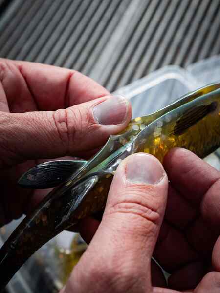 Savage Gear 3D Herring Shad 17.5cm 35g (2 Stuks)