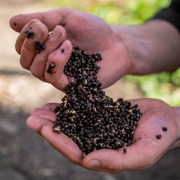 Nash Oily Hemp (500ml)