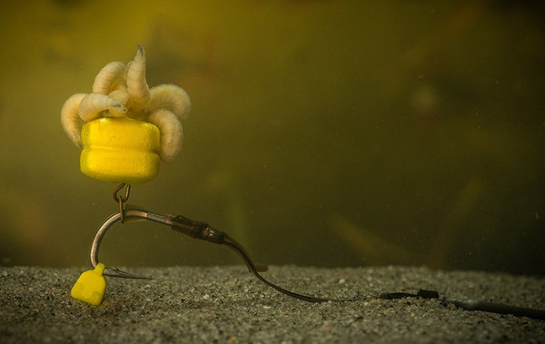 Pole Position Tungsta Corn Shot On The Hook (8pcs)