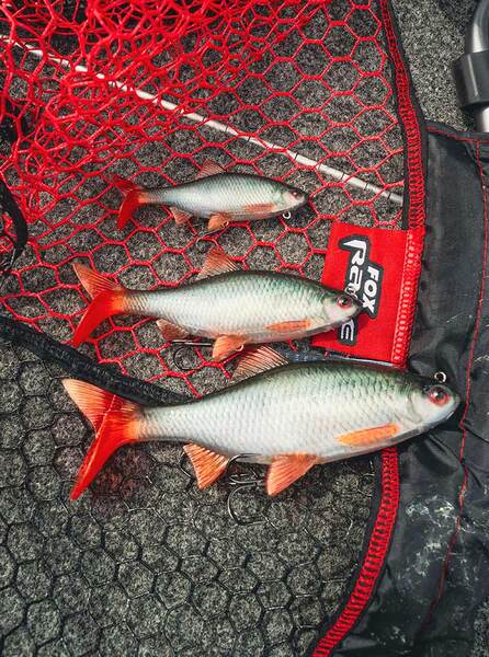 Fox Rage Ultra-Realistic Roach Replicant Swimbait 18cm (80g)