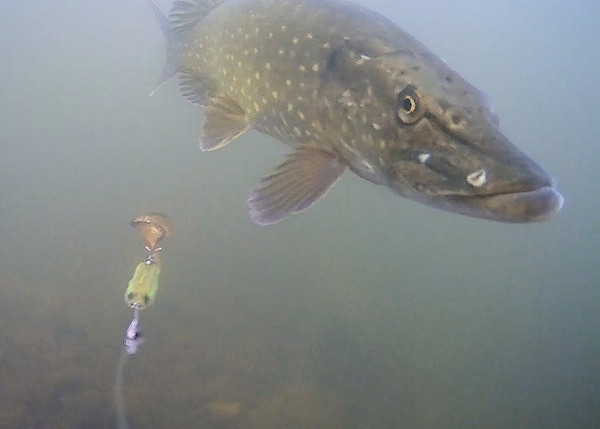 Waterwolf Underwater Fishing Camera 2.0 1080k