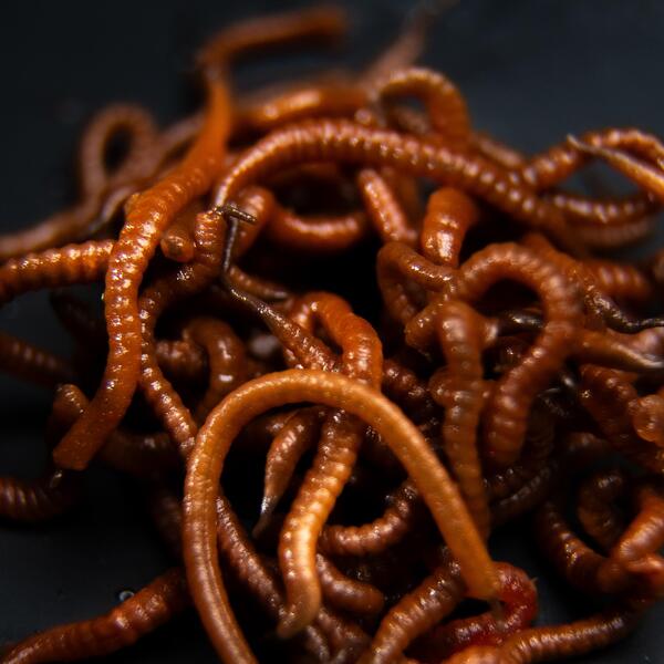 Tactic Carp Trigger Worms Natural Baits (30ml)