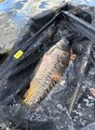 Fencl Carp Classic Rubberized Karpernet 42" Met 200cm Steel + Cover