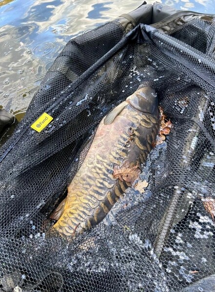 Podbierak Karpiowy Fencl Carp Classic Rubberized 42" + 200cm Steel + Cover