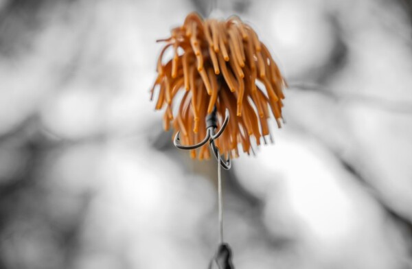 Black Cat Real Worm Teaser (160g) - Real Worm Evo