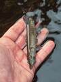 Fox Rage Ultra-Realistic Pike Replicant Swimbait 20cm (80g)