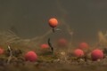 Korda Pop Up Boilie ISO Sweet