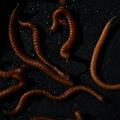 Tactic Carp Trigger Worms Natural Baits (30ml)