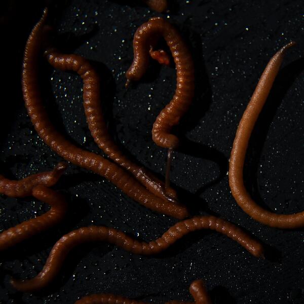 Tactic Carp Trigger Worms Natural Baits (30ml)