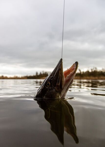 Dead bait fishing