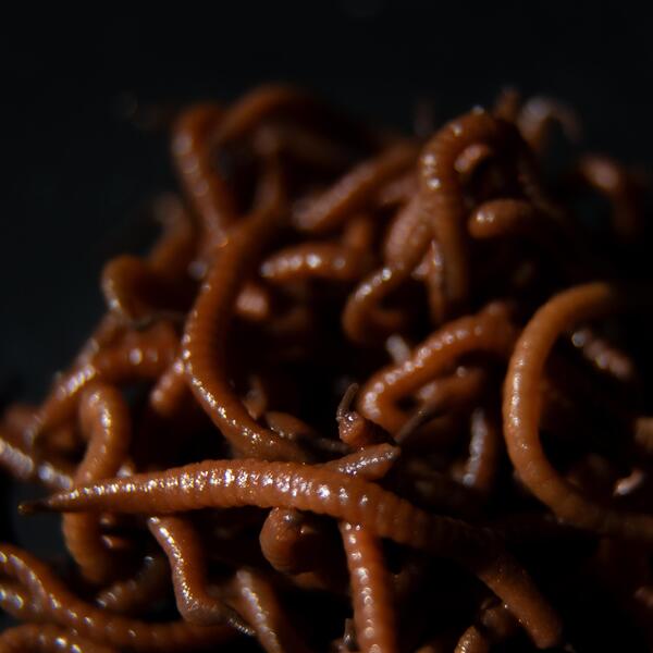 Tactic Carp Trigger Worms Natural Baits (30ml)