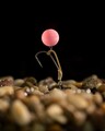 Korda Pop Up Boilie Fruity Squid Pink Imitatie Boilies