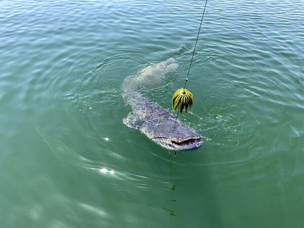 Black Cat Real Worm Teaser Catfish Lure Rig