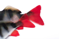 Fox Rage Ultra Natural Fillet Shad 8cm (4 Stuks)