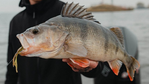 Jaeger Perch Go Kit Hengelset 2,04m (5-15g)