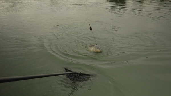 Map Alimentador en Línea Empotrado (Sin Plomo)