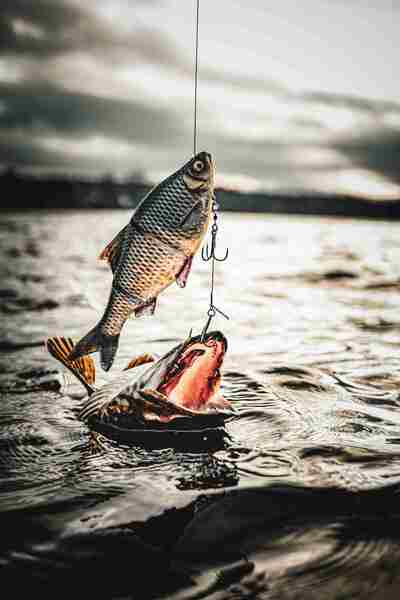 Savage Gear 3D Line Thru Roach Sinking 25cm (216g) 