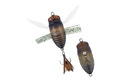 DUO Realis Shinmushi - CCC3203 - Semigara